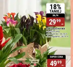 bi1 Zantedeschia mix oferta