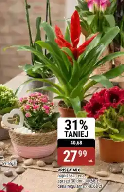 bi1 Vrisea mix oferta