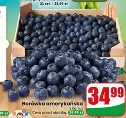 Dino Borówka amerykańska oferta