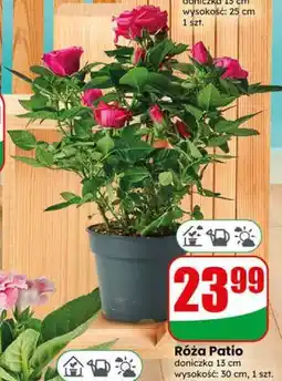 Dino Róża Patio oferta