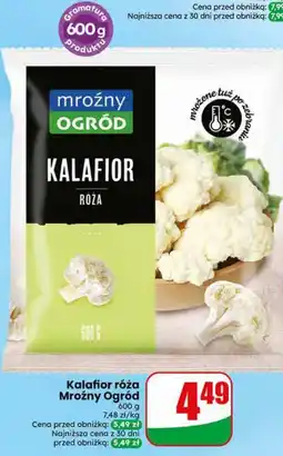 Dino Kalafior róża Mroźny Ogród oferta