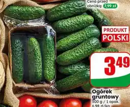 Dino Ogórek gruntowy oferta