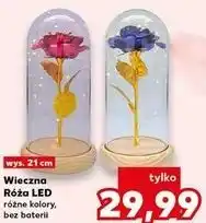 Kaufland Wieczna Róża LED oferta