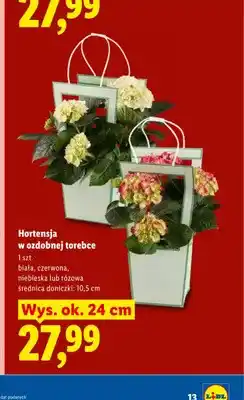 Lidl Hortensja w ozdobnej torebce biała oferta