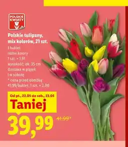 Lidl Polskie tulipany Polskie Kwiaty mix kolorów 21-pak oferta