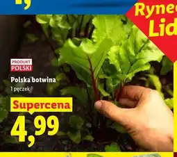 Lidl Polska botwina oferta