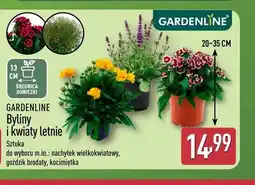 ALDI Goździk brodaty GARDENLINE oferta