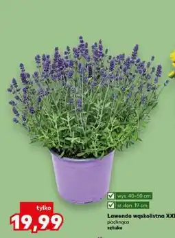 Kaufland Lawenda wąskolistna XXL oferta