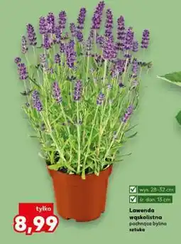 Kaufland Lawenda wąskolistna oferta