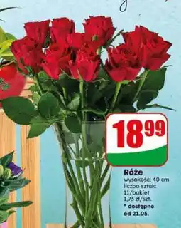 Dino Róże oferta