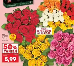 Kaufland Róże oferta