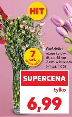 Kaufland Goździki oferta