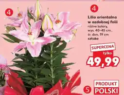 Kaufland Lilia orientalna w ozdobnej folii oferta