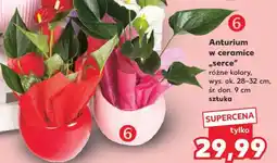 Kaufland Anturium w ceramice Serce oferta