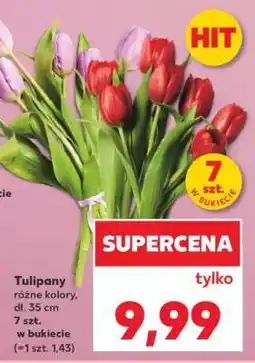 Kaufland Tulipany oferta