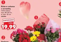 Kaufland Róża w osłonce z serwetką oferta