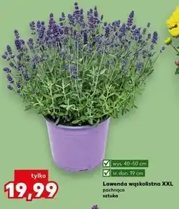 Kaufland Lawenda wąskolistna XXL pachnąca sztuka oferta