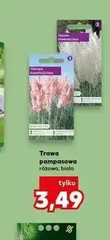 Kaufland Trawa pampasowa różowa, biała oferta