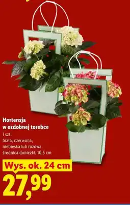 Lidl Hortensja w ozdobnej torebce oferta