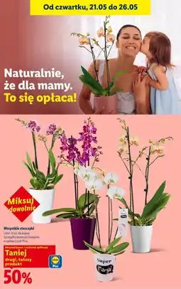 Lidl Wszystkie storczyki oferta