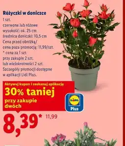 Lidl Różyczki w doniczce oferta
