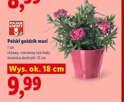 Lidl Polski goździk maxi oferta