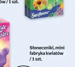 Empik Słoneczniki mini fabryka kwiatów oferta