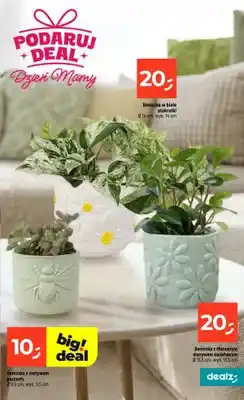 Dealz Doniczka z tłoczonym motywem kwiatowym Ø 13,5cm, wys. 13,5cm oferta