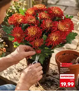 Kaufland Chryzantema Ok oferta
