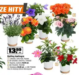 OBI Rośliny kwitnące Rozwar oferta