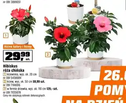 OBI Hibiskus róża chińska krzewinka wys. ok. 20cm oferta
