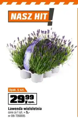 OBI Lawenda wieloletnia 6-pak oferta