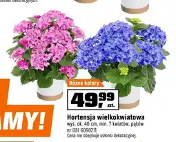 OBI Hortensja wielkokwiatowa wys. ok. 40cm min. 7 kwiatów pąków oferta