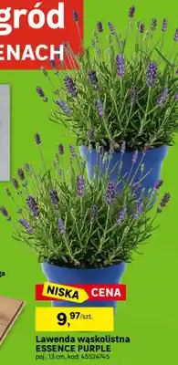 Leroy Merlin Lawenda wąskolistna ESSENCE PURPLE oferta