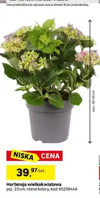 Leroy Merlin Hortensja wielkokwiatowa poj. 23cm oferta