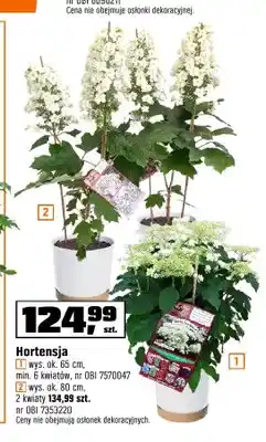 OBI Hortensja wys. ok. 65cm min. 6 kwiatów oferta