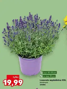 Kaufland Lawenda wąskolistna XXL pachnąca wys. 40-50cm śr. don. 19cm oferta