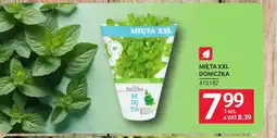 Selgros Doniczka oferta