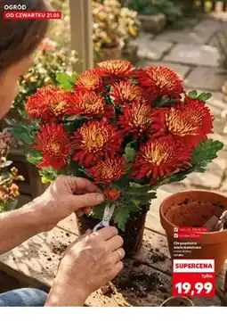Kaufland Chryzantema wielkokwiatowa wys. ok. 40-45cm śr. don. 23cm oferta