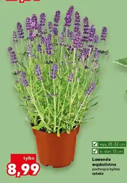 Kaufland Lawenda wąskolistna pachnąca bylina wys. 28-32cm śr. don. 13cm oferta