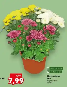 Kaufland Chryzantema Trio trzykolorowa wys. 25-28cm śr. don. 12cm oferta