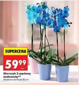 Biedronka Storczyk oferta