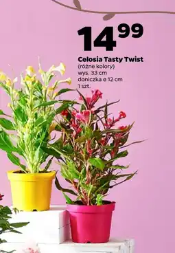 Netto Roślina doniczkowa Twist oferta