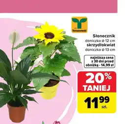 Carrefour Roślina doniczkowa Tomaszewski oferta