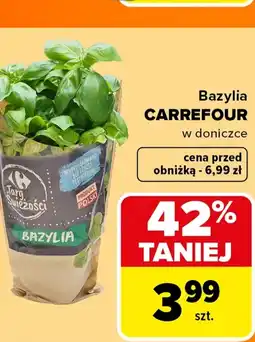 Carrefour Market Bazylia w doniczce Carrefour oferta