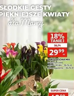 Auchan ZANTEDESCHIA MIX oferta