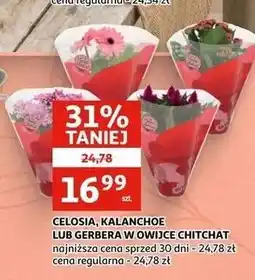 Auchan CELOSIA, KALANCHOE LUB GERBERA W OWIJCE CHITCHAT oferta