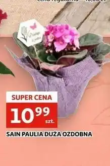 Auchan SAIN PAULIA DUŻA OZDOBNA oferta