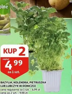 Auchan BAZYLIA, KOLENDRA, PIETRUSZKA LUB LUBCZYK W DONICZCE oferta