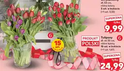 Kaufland Tulipany polski oferta